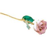 Lacquered Cream Picasso Rose with Gold Trim 